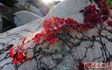 是崂山棋盘石游览区多彩的季节