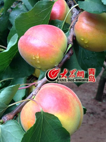 0532-80902818转808 