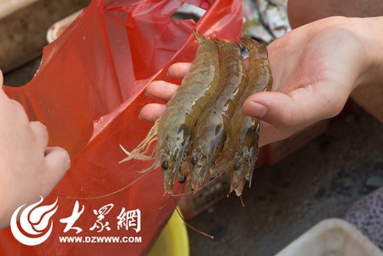 龙青高速公路青岛段通车一周年 日车流
