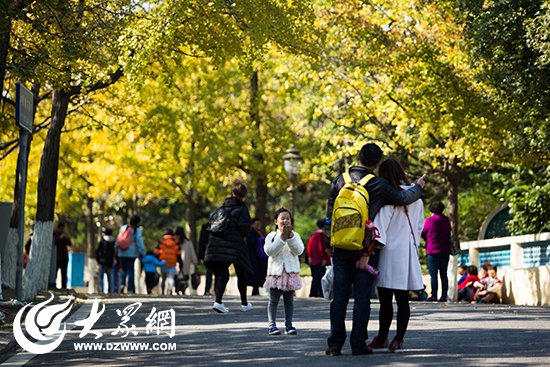 居庸关路两侧金黄的银杏。 毕天宇摄