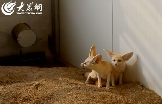 日照海洋公园里的工作人员也早早安排起