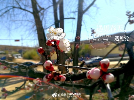 桃花依旧笑春风