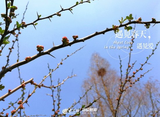 小树抽绿 冒出稚嫩的枝芽