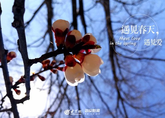 阳春三月桃花纷纷