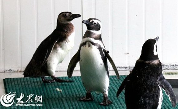 创建“委托经营”机制 破解扶贫难题