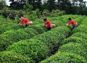 全市茶园总面积已达25万亩