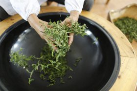 干毛茶总产量达1.5万吨