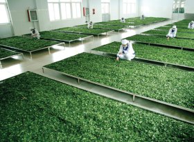 茶园面积和年产量已分别占山东省的60