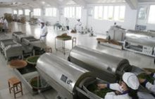日照响应山东省政府“南茶北引”工程的