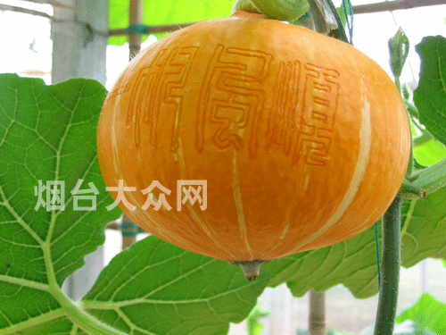 新闻首页 | 烟台时政 | 烟台生活
